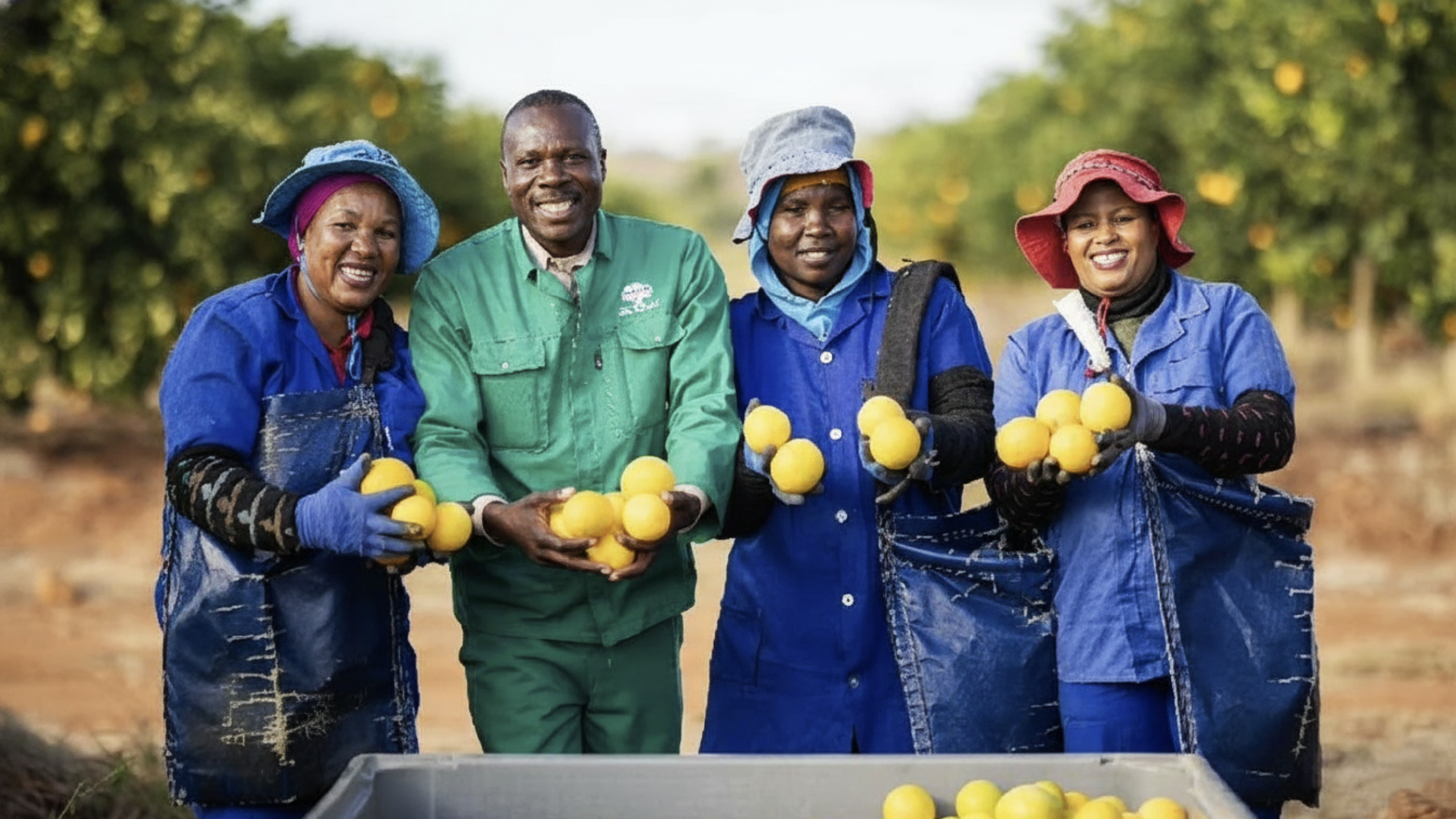 Farm workers in protective clothing holding freshly harvested lemons in an orchard.